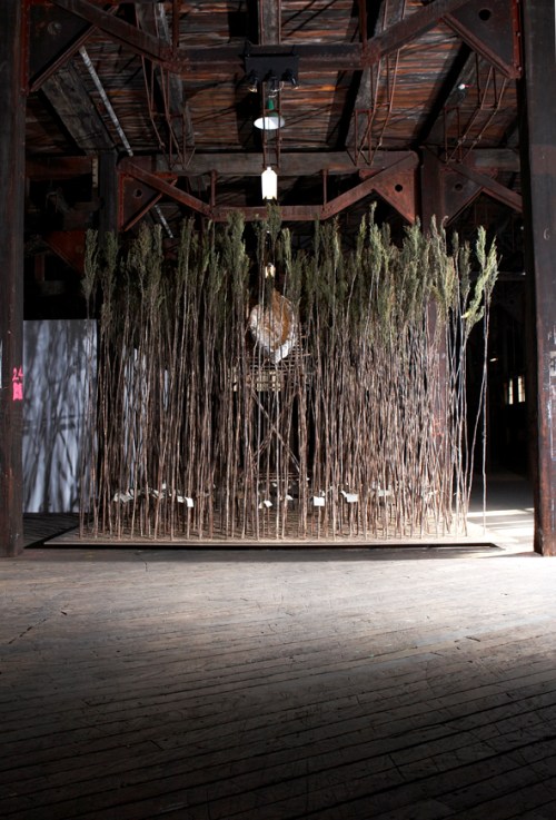 2006 Locus_front_vert_150